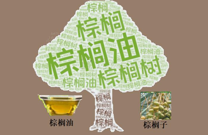 棕榈油走势分析：天气与需求推动，连涨四周！