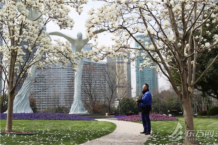 白玉兰和陆家嘴“四件套”限定同框，“市花”花期短暂速来这些地方观赏