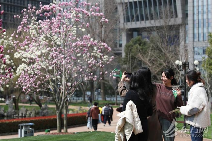 白玉兰和陆家嘴“四件套”限定同框，“市花”花期短暂速来这些地方观赏