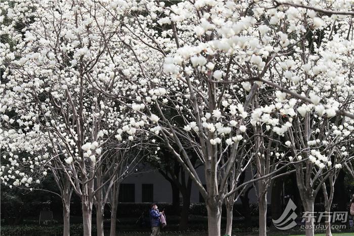 白玉兰和陆家嘴“四件套”限定同框，“市花”花期短暂速来这些地方观赏