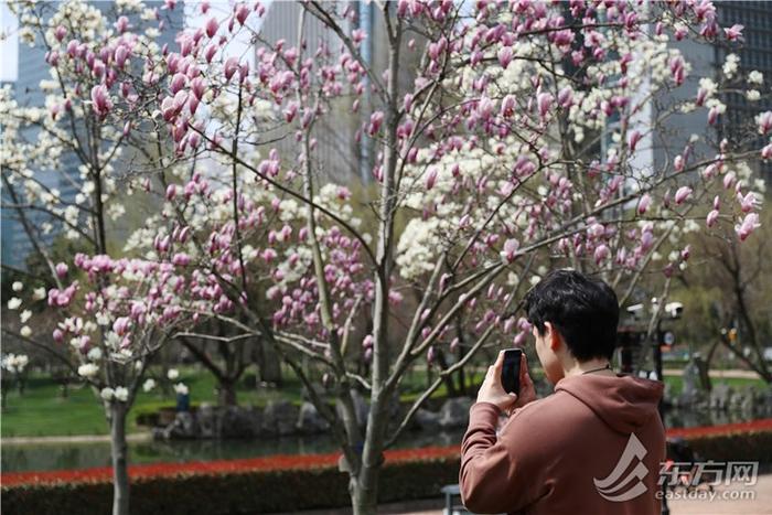 白玉兰和陆家嘴“四件套”限定同框，“市花”花期短暂速来这些地方观赏