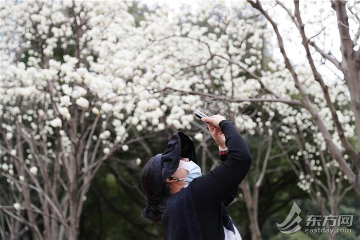 白玉兰和陆家嘴“四件套”限定同框，“市花”花期短暂速来这些地方观赏