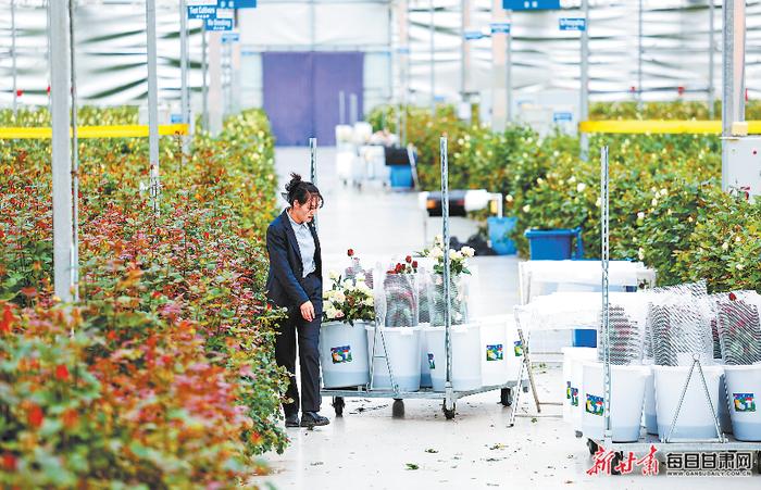 【图片新闻】临夏县百益（中荷）国际鲜花港里的工人正在采摘、分拣鲜花