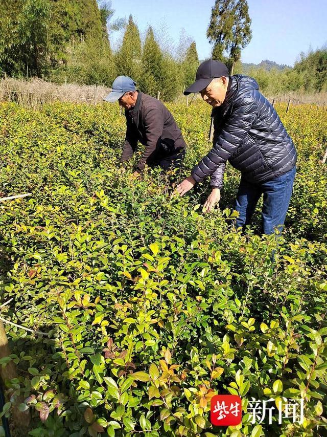 “宜兴人吃乌饭”是习俗，宜兴茗岭村将乌饭树特色产业越做越大