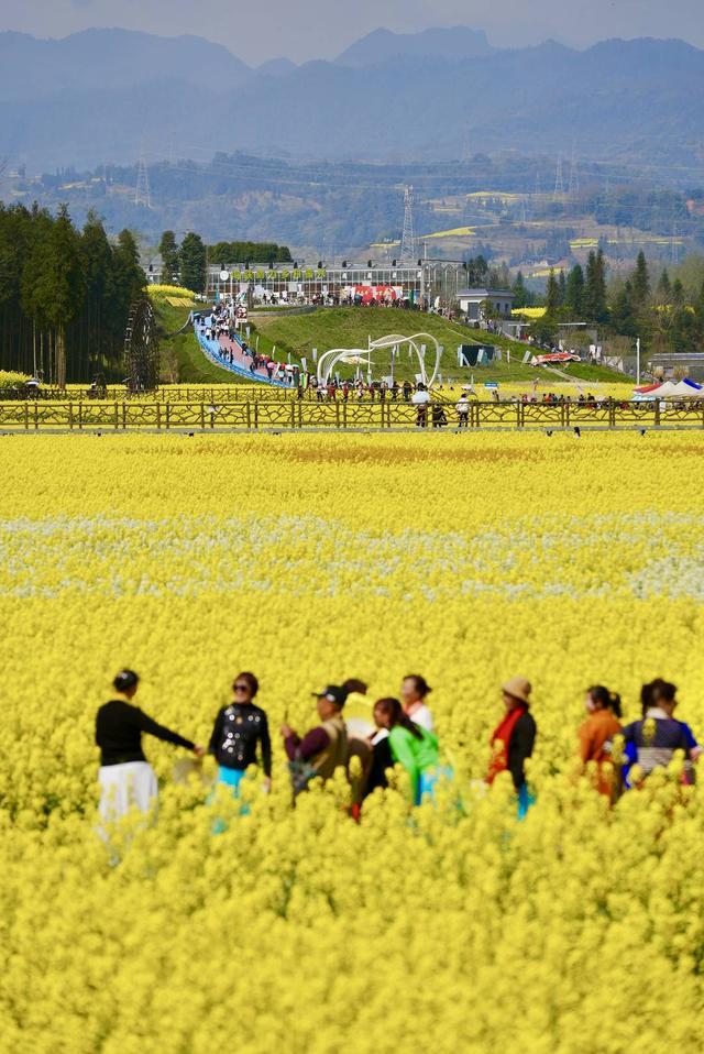 图集丨重现百年民俗 人们笑称四川芦山“油菜花开，七米多高”