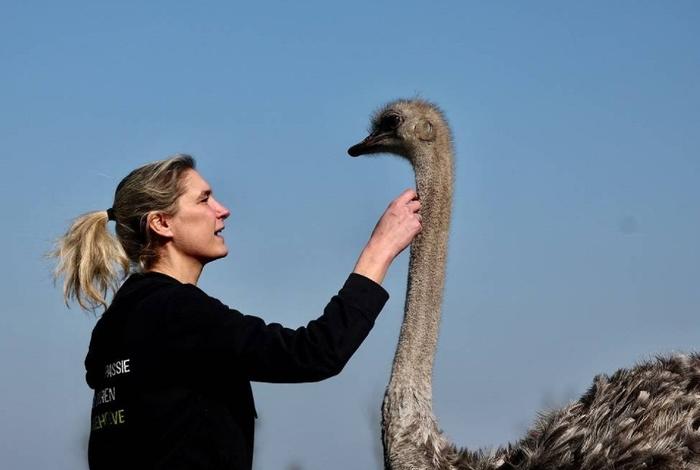 比利时动物救助站出奇招：与鸵鸟单独拥抱每小时65欧元