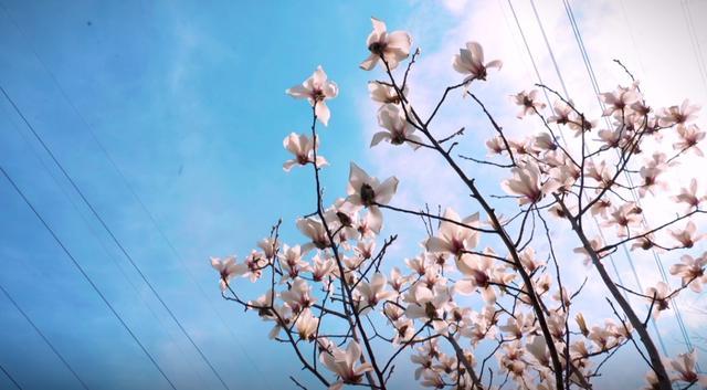 樱花车站、“冷门”白玉兰观赏地……帧帧是壁纸！静安这些宝藏赏春点无需人挤人