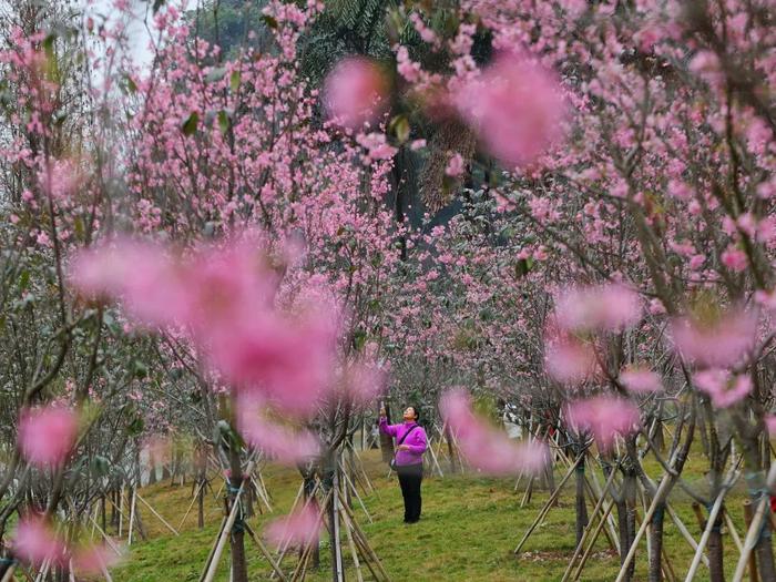 星湖樱花又开了！临时开放禾仙桥门口助大家快速入园赏花→