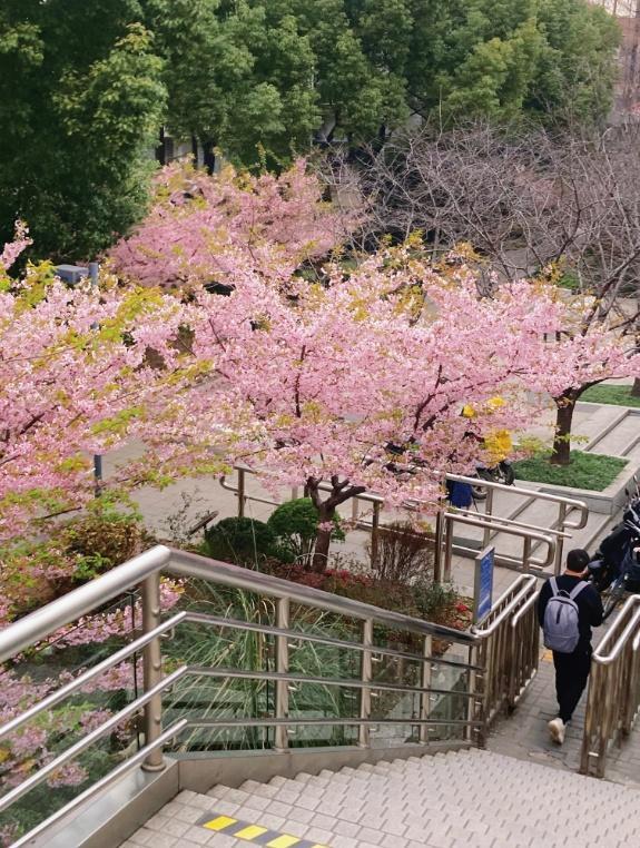 樱花车站、“冷门”白玉兰观赏地……帧帧是壁纸！静安这些宝藏赏春点无需人挤人