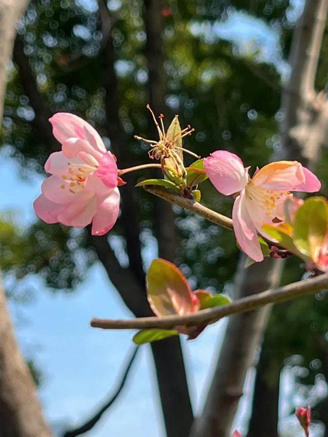 樱花车站、“冷门”白玉兰观赏地……帧帧是壁纸！静安这些宝藏赏春点无需人挤人