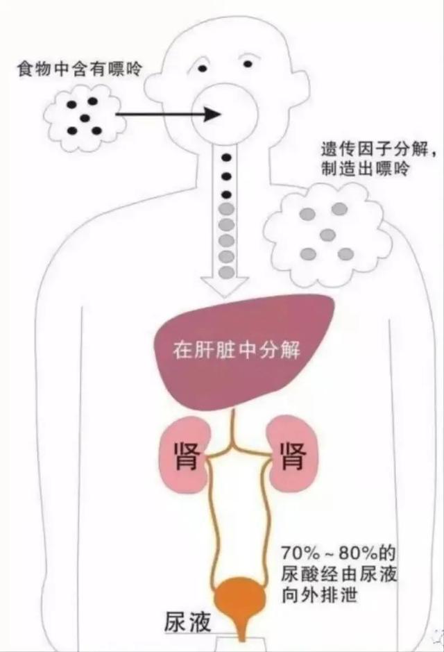 查尿酸验血还是验尿？看完不再有困扰！丨贤医健康说