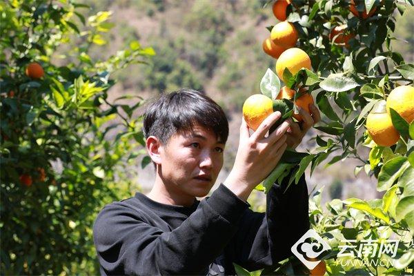 大理永平：江畔沃柑绘“丰”景 群众增收有“钱”途