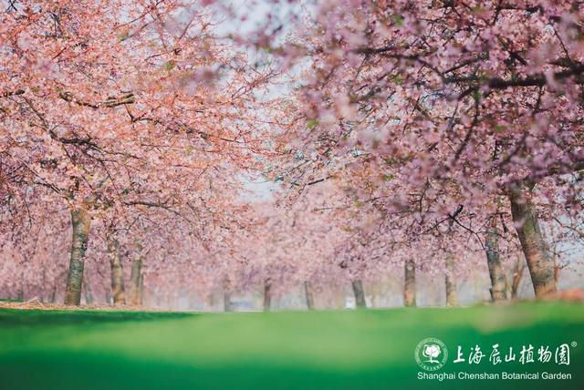 可以租梯子，允许搭帐篷……樱花季到来，上海这个公园开启“宠粉模式”！