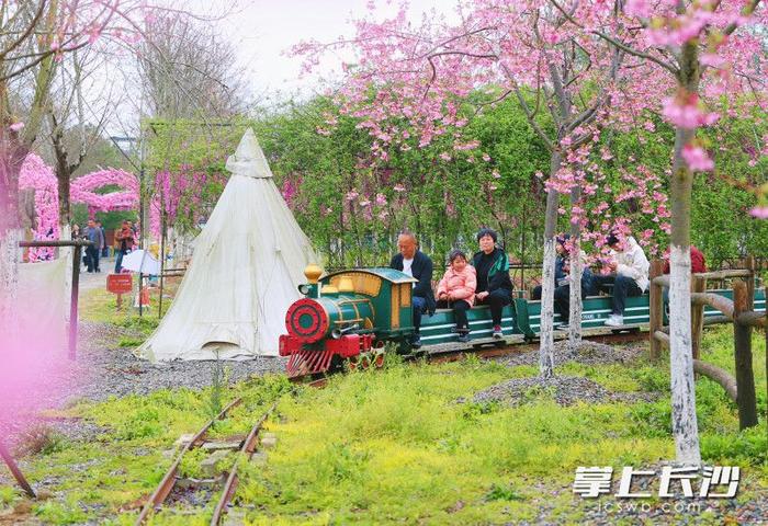 去浏河第一湾坐小火车看樱花，共赴春日之约