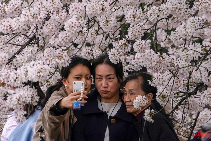 预测樱花开花，重要程度堪比“预报地震”！日本气候观察师：每家都有“独门绝技”