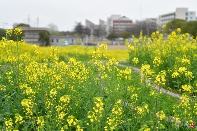 做多肉盆、生态瓶还种草莓，请园丁当老师每周开7节课仍被秒杀