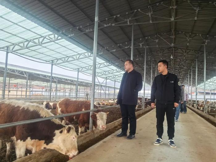 徽县开展春季肉牛饲养管理技术指导服务