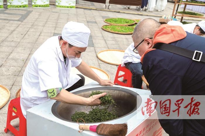 现场沉浸式体验茶文化！广西春茶飘香 制茶大师“炫技”