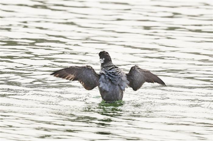 深圳湾飞来一只四不像 罕见扁嘴海雀在南山区后海中心河入海口快乐觅食