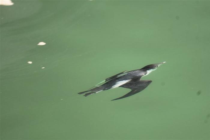 深圳湾飞来一只四不像 罕见扁嘴海雀在南山区后海中心河入海口快乐觅食