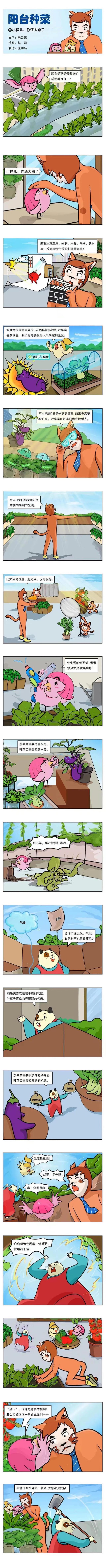 阳台种菜④