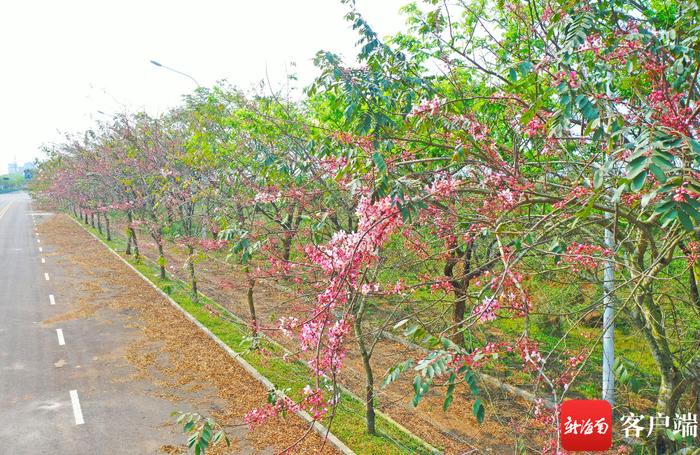 原创组图丨满树繁花惹人醉！海口金熊街泰国樱花盛开