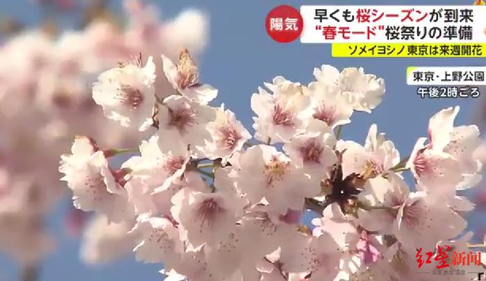 预测樱花开花，重要程度堪比“预报地震”！日本气候观察师：每家都有“独门绝技”