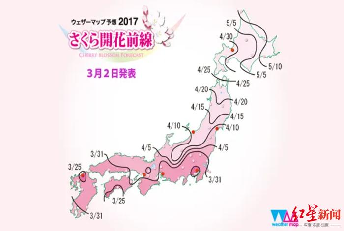 预测樱花开花，重要程度堪比“预报地震”！日本气候观察师：每家都有“独门绝技”