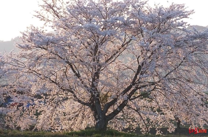 日本樱花观察②丨今年欲狂揽550亿，日本“樱花季”这张牌还能奏效吗？