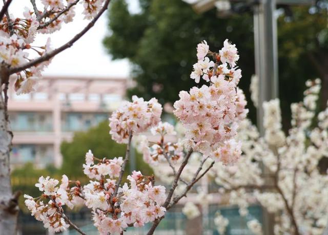 点开，见花开！奉浦校园春景大赏，哪所学校惊艳到你了？