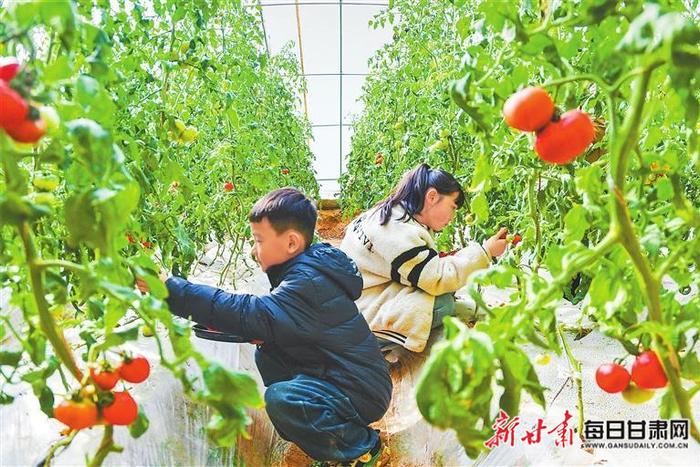 【图片新闻】敦煌市从山东寿光引种的优质普罗旺斯水果番茄喜获成功