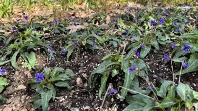 30余种原生“土著”植物首次在上海种植，在这个公园就能看到