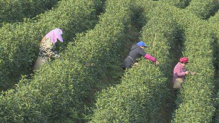 C视频 | 茶叶加工厂正式投用，广安最大白茶基地预计年底突破万亩