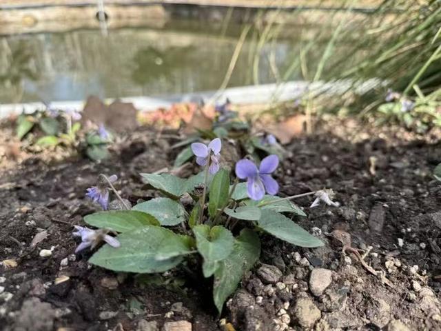 30余种原生“土著”植物首次在上海种植，在这个公园就能看到