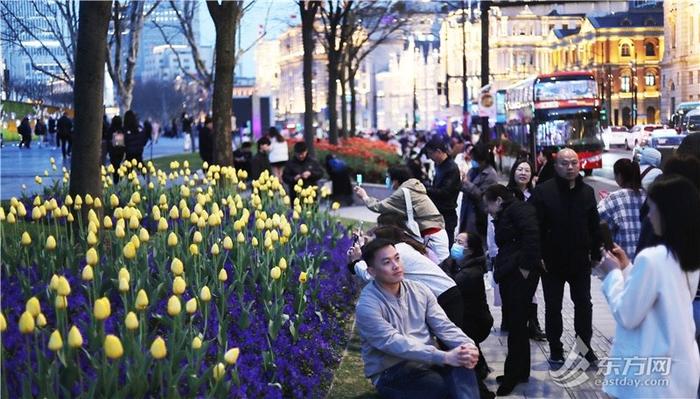 市民游客解锁外滩郁金香夜景模式，“花中皇后”扮靓夜上海｜组图