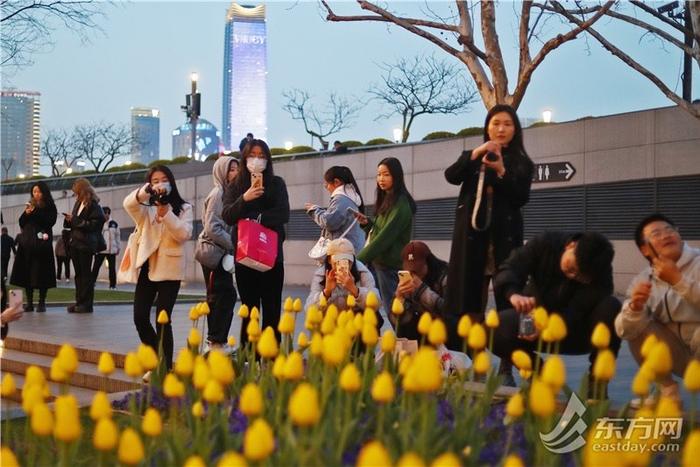 市民游客解锁外滩郁金香夜景模式，“花中皇后”扮靓夜上海｜组图