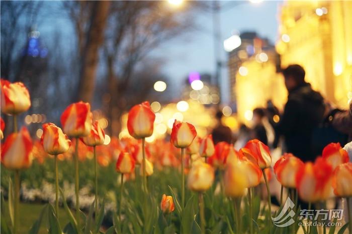 市民游客解锁外滩郁金香夜景模式，“花中皇后”扮靓夜上海｜组图