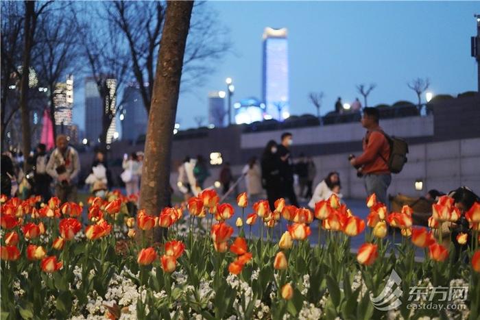 市民游客解锁外滩郁金香夜景模式，“花中皇后”扮靓夜上海｜组图