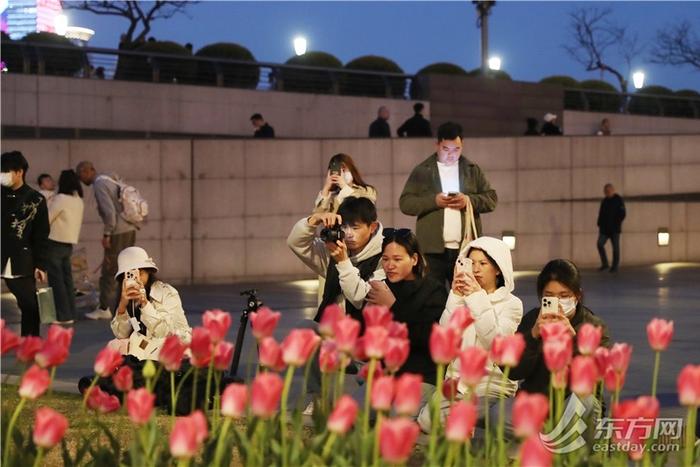 市民游客解锁外滩郁金香夜景模式，“花中皇后”扮靓夜上海｜组图