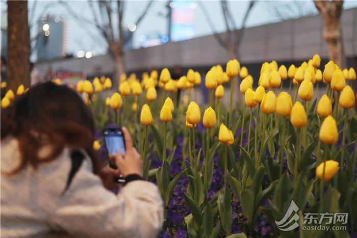 市民游客解锁外滩郁金香夜景模式，“花中皇后”扮靓夜上海｜组图