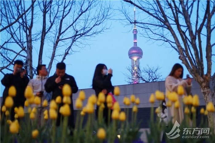 市民游客解锁外滩郁金香夜景模式，“花中皇后”扮靓夜上海｜组图