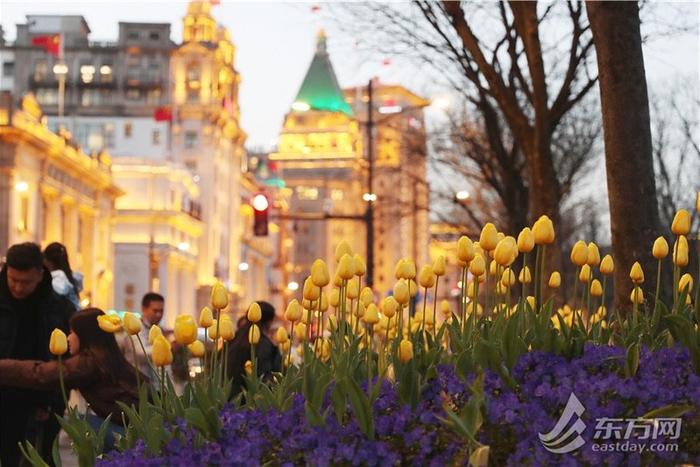 市民游客解锁外滩郁金香夜景模式，“花中皇后”扮靓夜上海｜组图