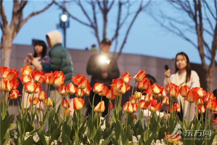 市民游客解锁外滩郁金香夜景模式，“花中皇后”扮靓夜上海｜组图