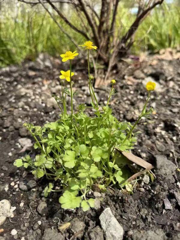 30余种原生“土著”植物首次在上海种植，在这个公园就能看到