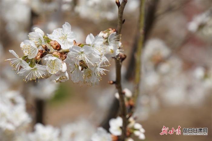 樱桃花开迷人眼 山村农舍入画中 西和县大桥镇鱼洞村春意正浓