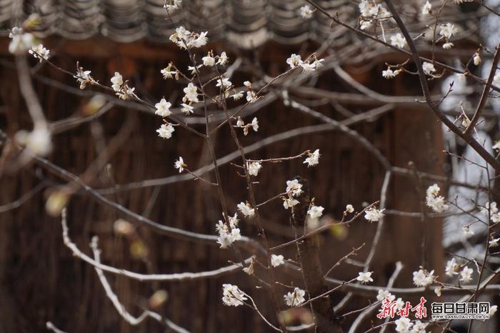 樱桃花开迷人眼 山村农舍入画中 西和县大桥镇鱼洞村春意正浓