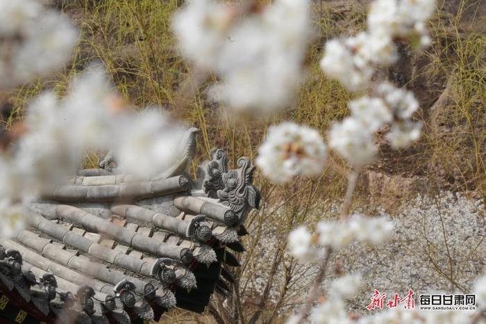 樱桃花开迷人眼 山村农舍入画中 西和县大桥镇鱼洞村春意正浓