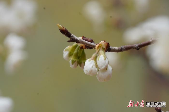 樱桃花开迷人眼 山村农舍入画中 西和县大桥镇鱼洞村春意正浓