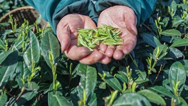 才下山头，就上舌尖！头茬西湖龙井刚炒好，上海人今晨已尝鲜