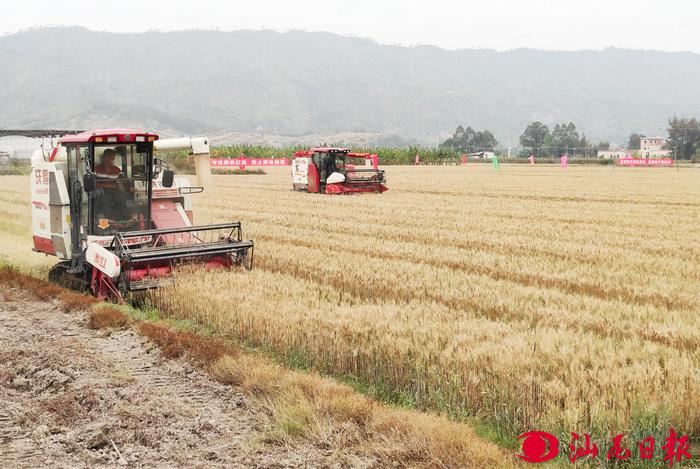 海丰与省农科院联合打造“稻稻麦”种植新模式 年亩产粮食近3000斤